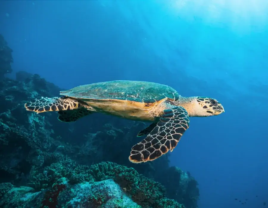 Saint John's Reef croisière plongée mer Rouge Égypte Longara