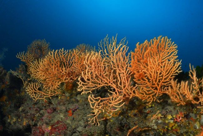 Mediterreanean sea – Gorgones jaunes gorgone