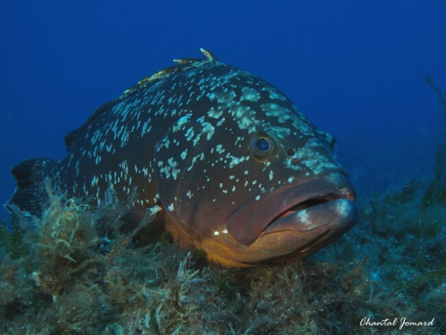 IMG_3899m C JOMARD mérou