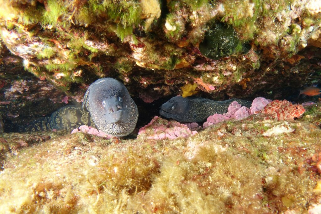 aqualonde-plongee-porquerolles