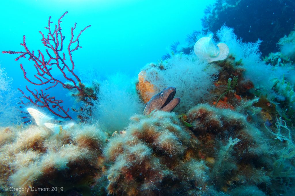 Connectez-vous avec la nature en plongeant &agrave; Porquerolles ! Sites de plong&eacute;e incontournables : Hy&egrave;res