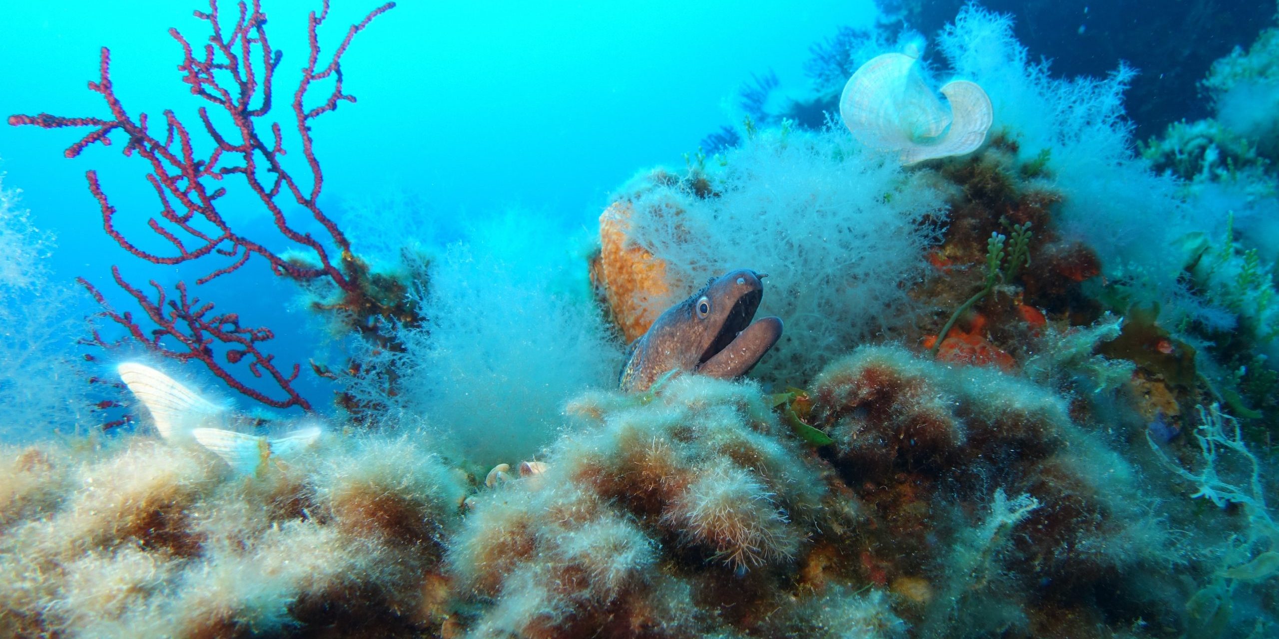 Connectez-vous avec la nature en plongeant à Porquerolles ! Sites de plongée incontournables : Hyères