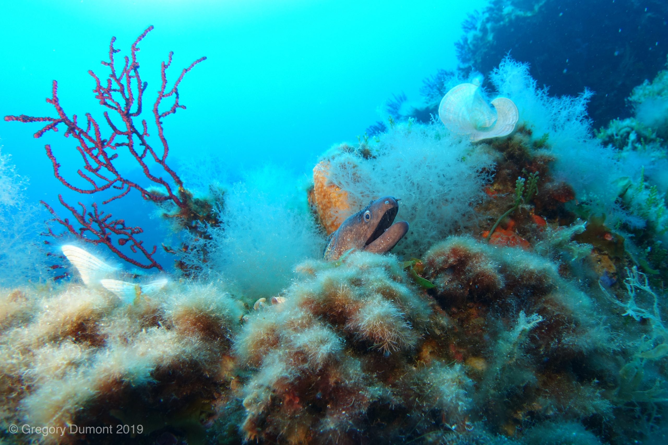 Connectez-vous avec la nature en plongeant à Porquerolles ! Sites de plongée incontournables : Hyères