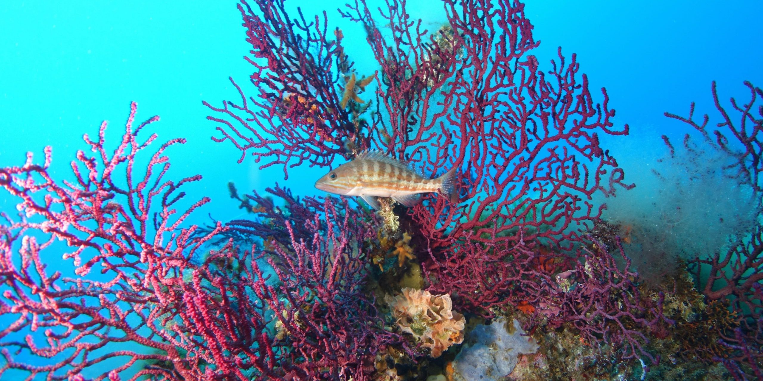 Partez à la rencontre des merveilles marines durant notre Plongée à Port-Cros ! Sites de plongée incontournables : Hyères