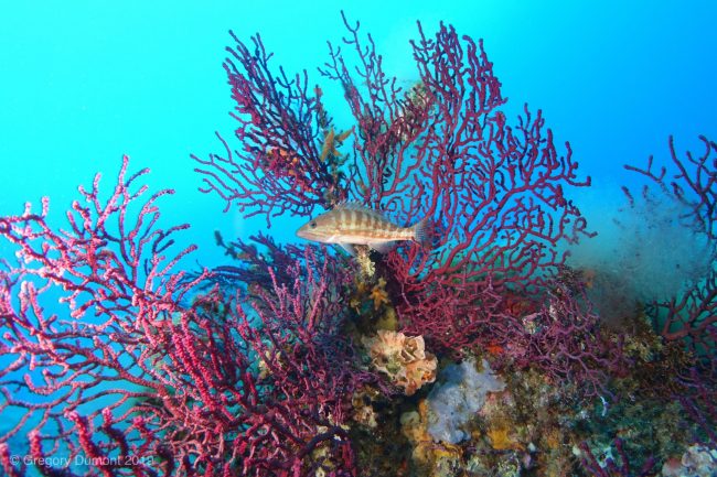 Partez à la rencontre des merveilles marines durant notre Plongée à Port-Cros ! Sites de plongée incontournables : Hyères