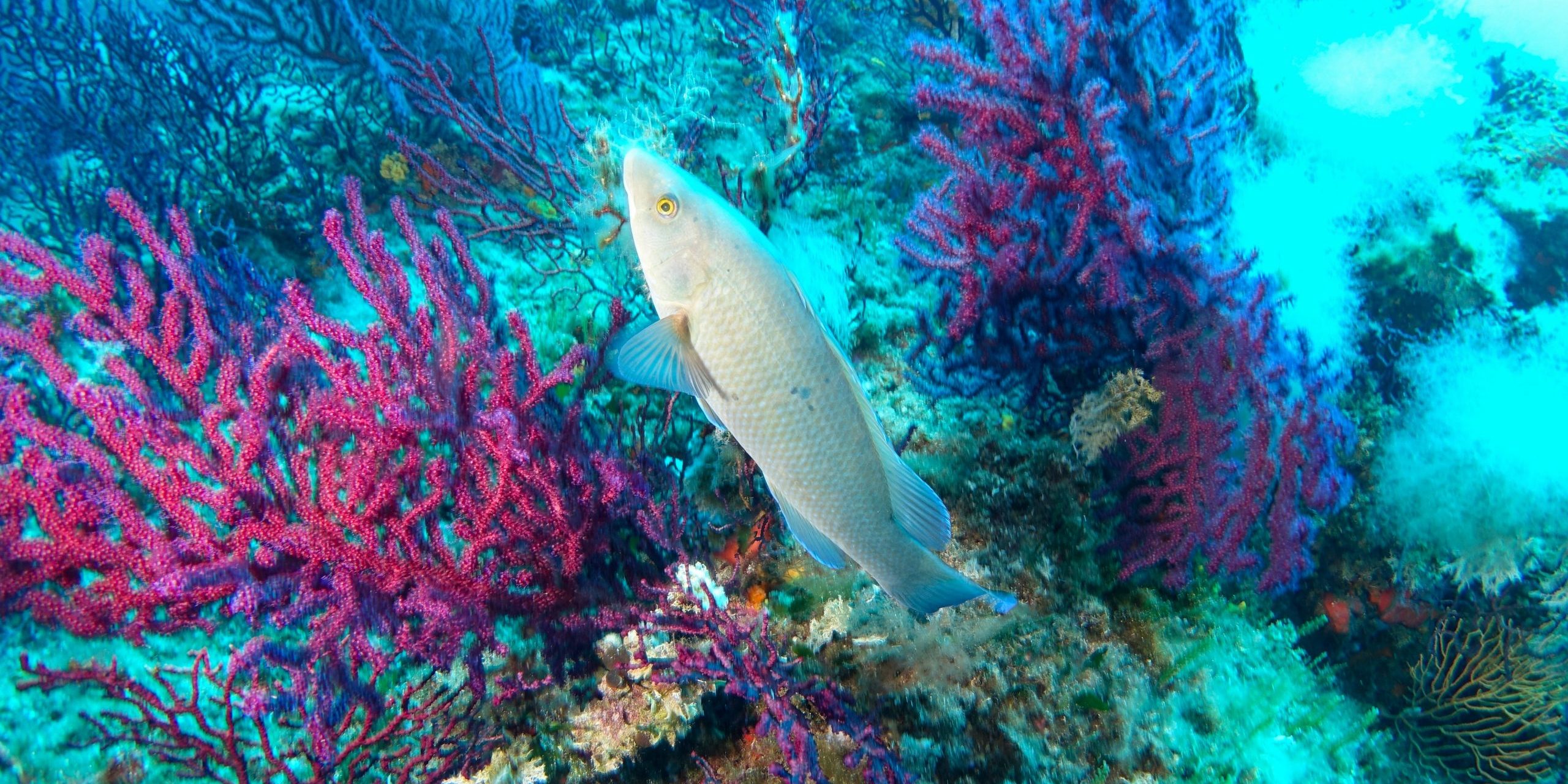 Afin d’explorer le fascinant Port-Cros