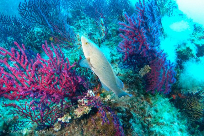 Afin d’explorer le fascinant Port-Cros
