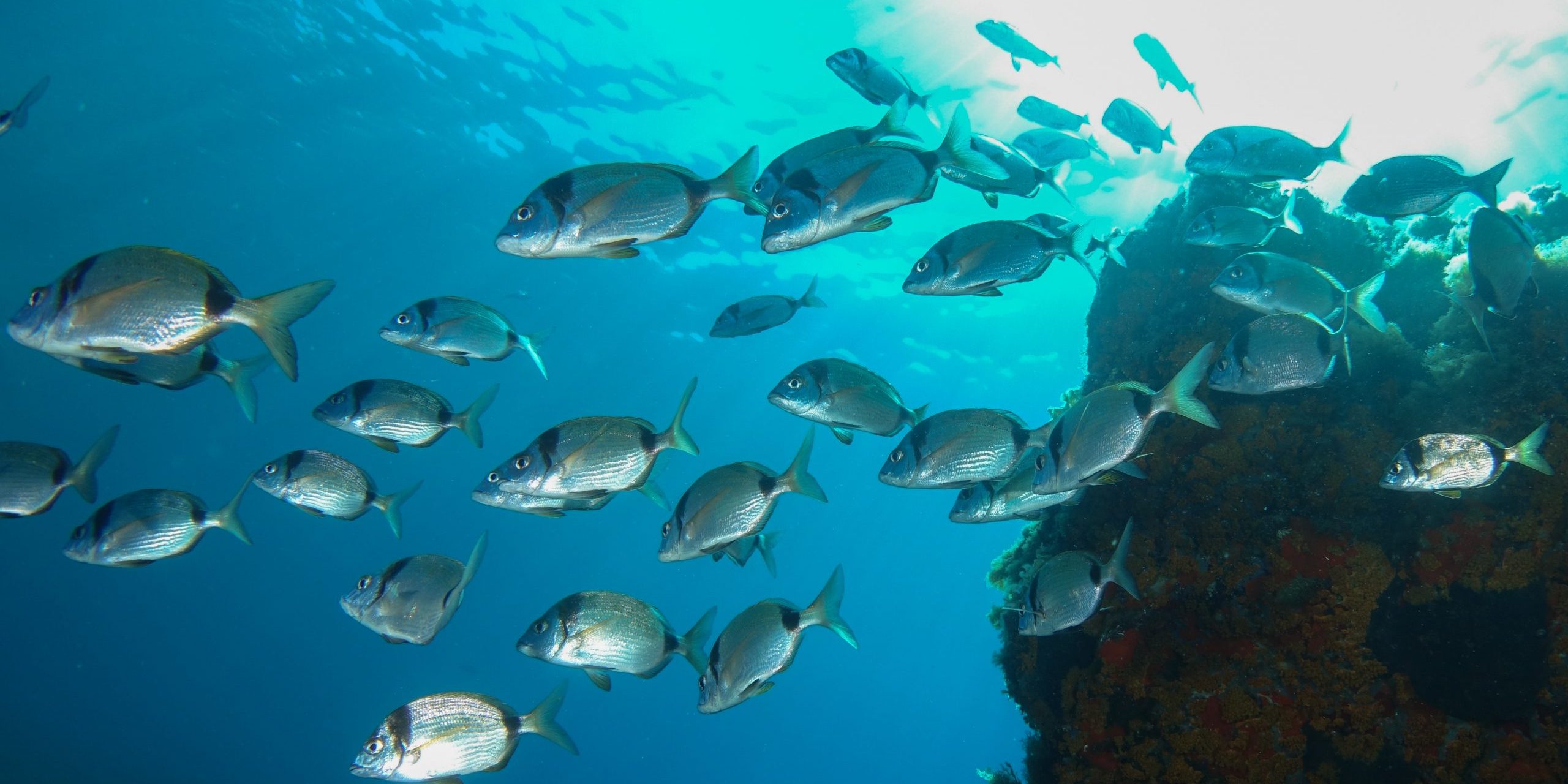 Plongez à Porquerolles et laissez-vous enivrer par la beauté des fonds marins.