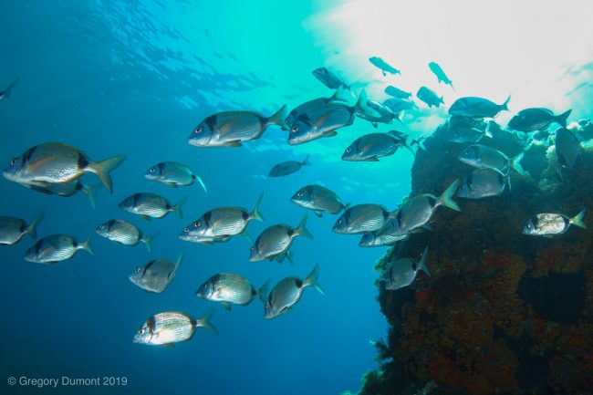 Plongez à Porquerolles et laissez-vous enivrer par la beauté des fonds marins.