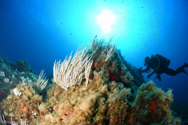 Ne manquez pas l’expérience de la vie dans les profondeurs de Port-Cros ! Sites de plongée incontournables : Hyères