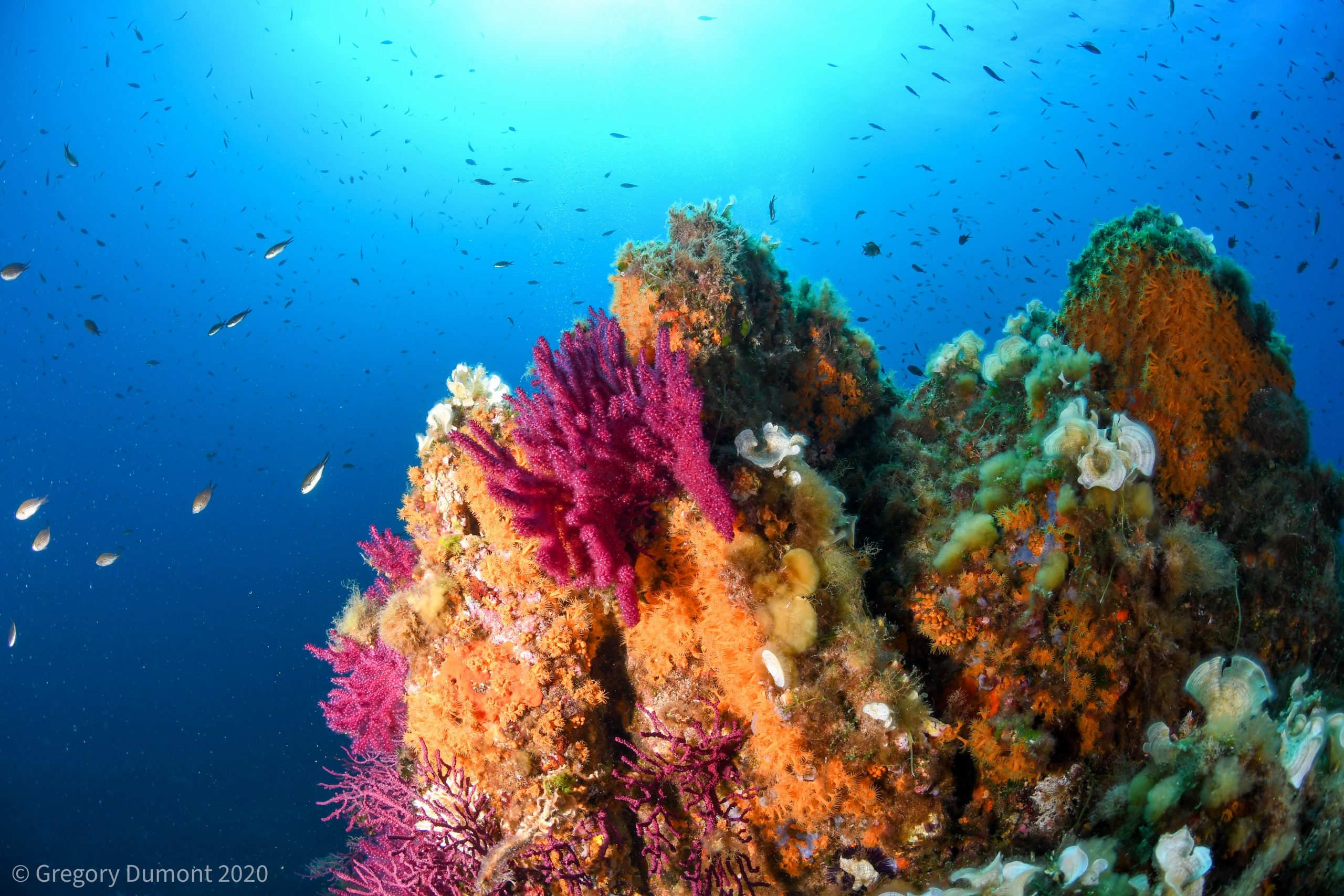 Partez à la rencontre des merveilles marines durant notre Plongée à Port-Cros ! Sites de plongée incontournables : Hyères