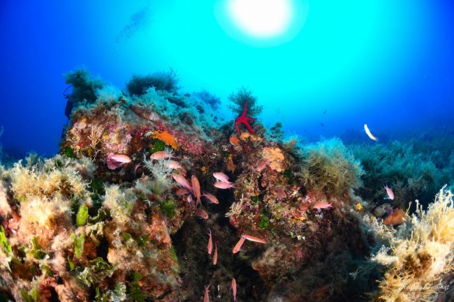 Afin d’explorer le fascinant Port-Cros