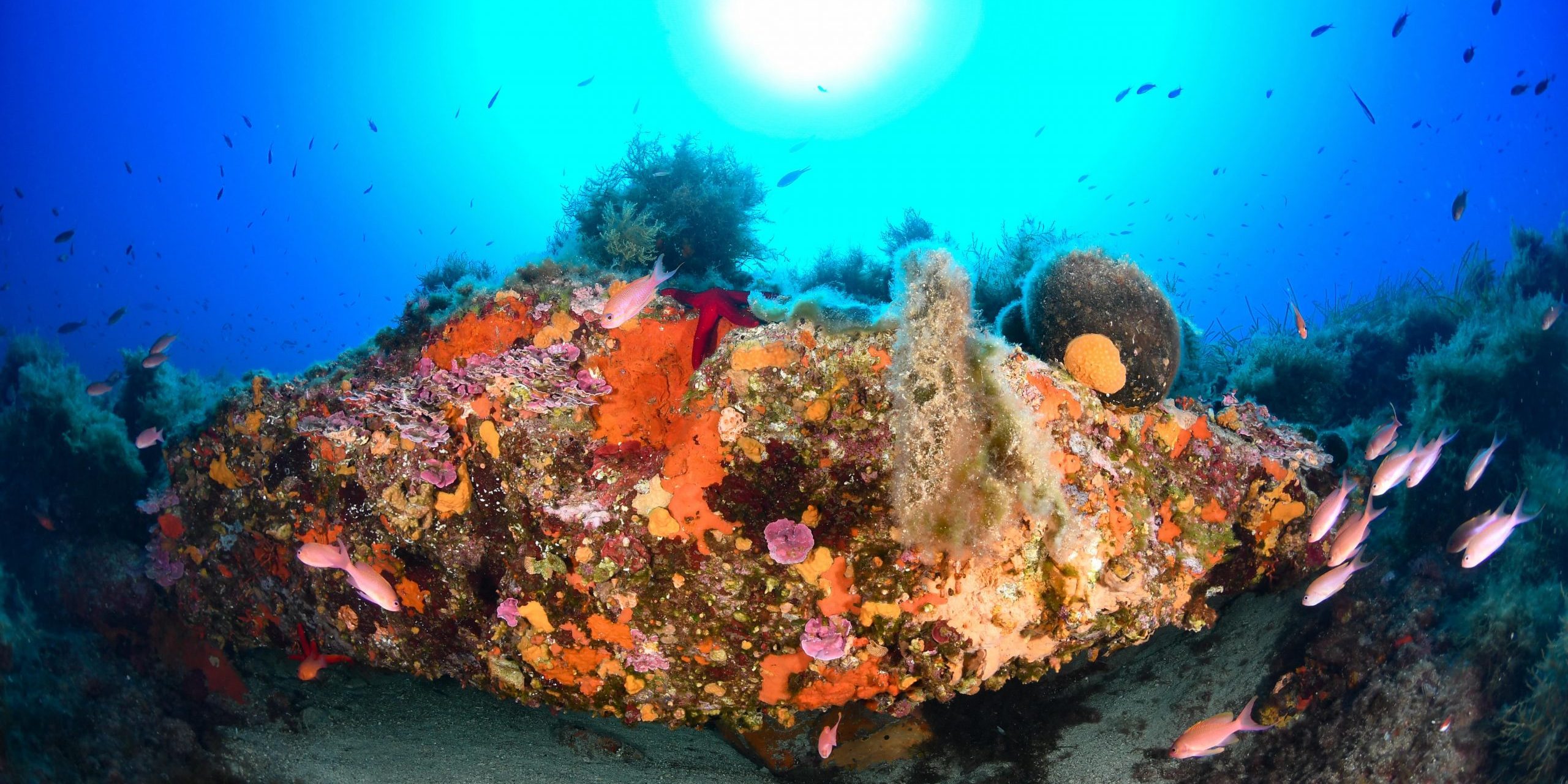 Ramenez chez vous des souvenirs inestimables de notre catalogue de plongées ! Sites de plongée incontournables : Hyères