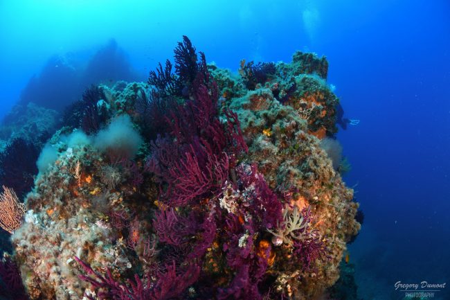 Partagez la passion de la plongée avec vos amis ! Découvrez notre Plongée Porquerolles !