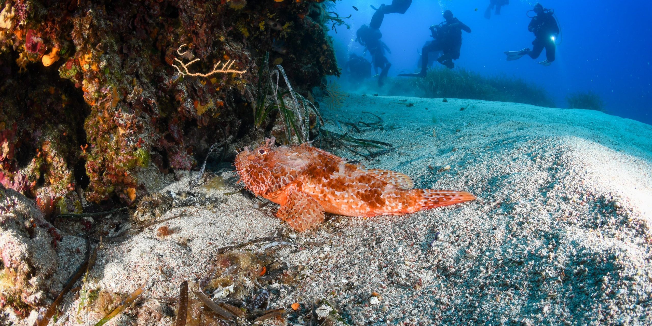 Partagez la passion de la plongée avec vos amis ! Découvrez notre Plongée Porquerolles ! Sites de plongée incontournables : Hyères
