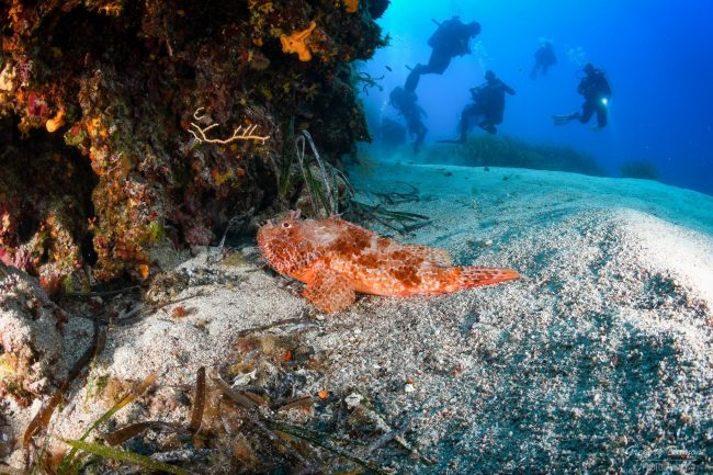 Partagez la passion de la plongée avec vos amis ! Découvrez notre Plongée Porquerolles ! Sites de plongée incontournables : Hyères