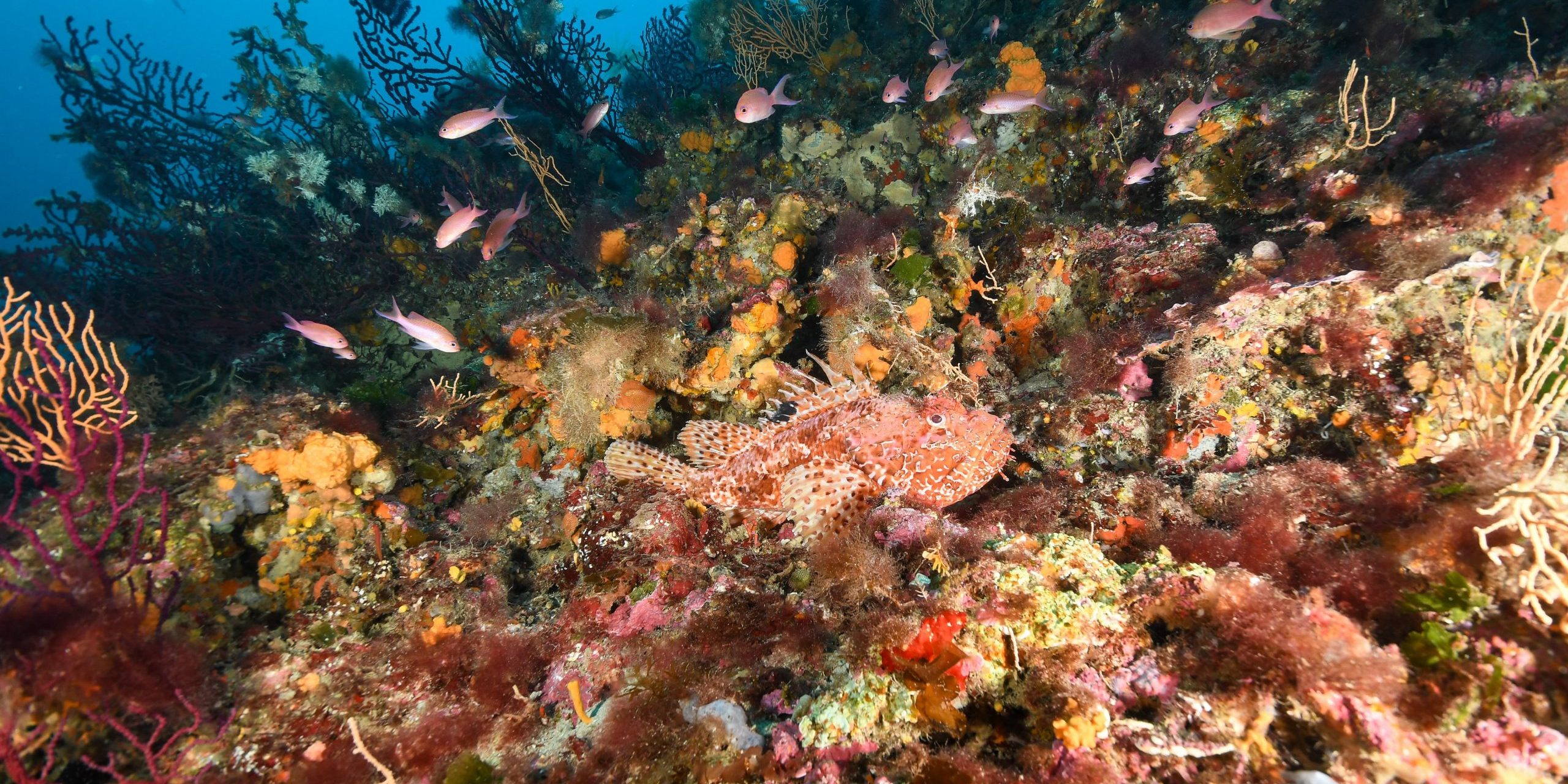 Sites de plongée incontournables : Hyères Ramenez chez vous des souvenirs inestimables de notre catalogue de plongées ! Sites de plongée incontournables : Hyères