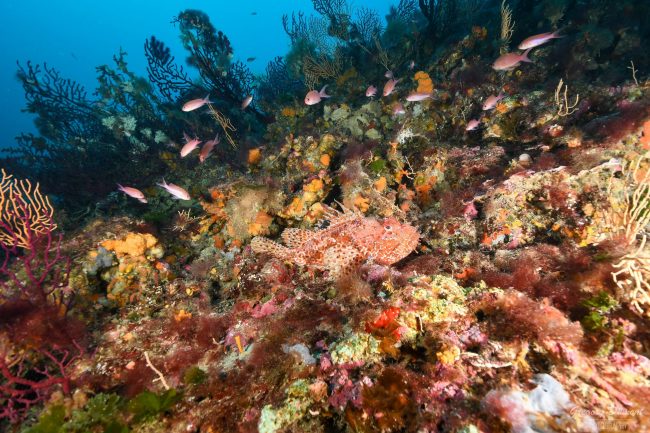 Ramenez chez vous des souvenirs inestimables de notre catalogue de plongées ! Sites de plongée incontournables : Hyères