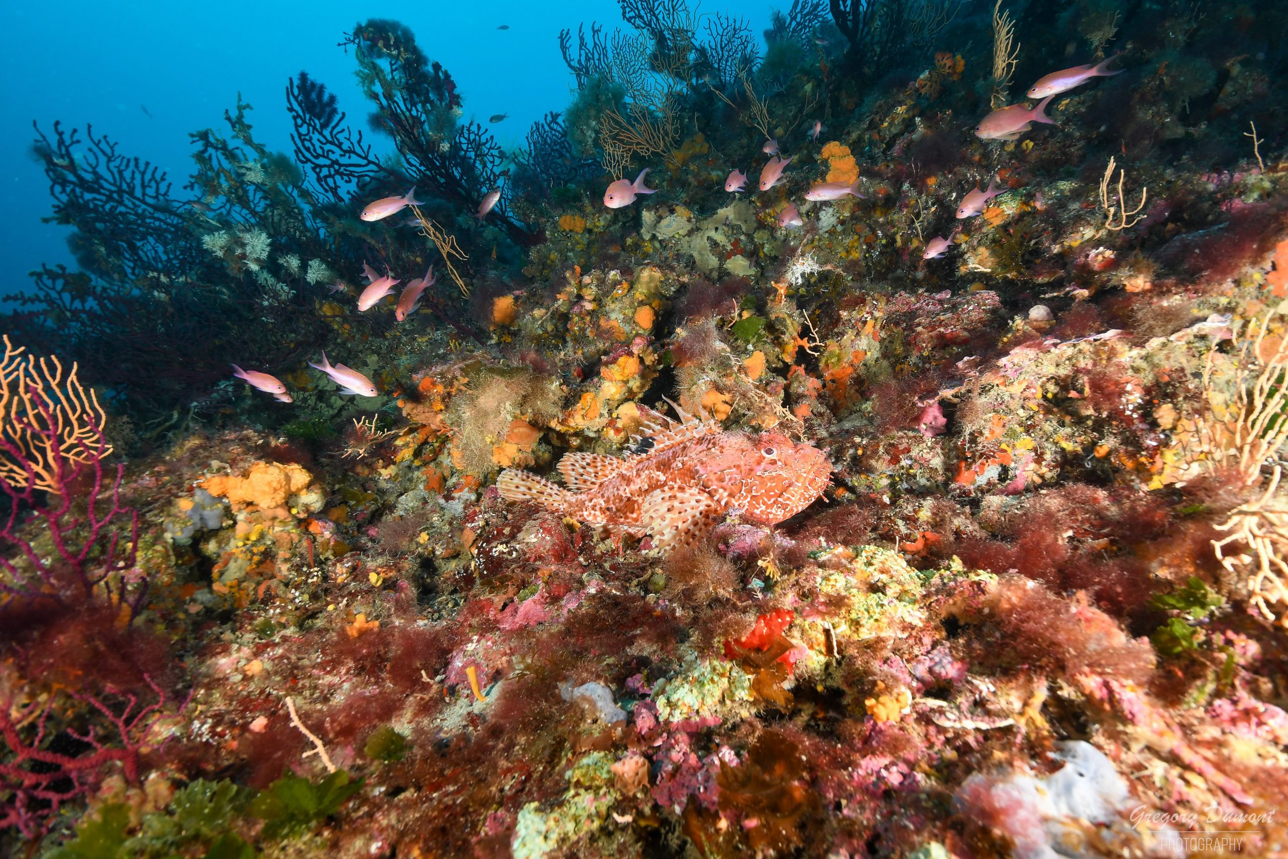 Ramenez chez vous des souvenirs inestimables de notre catalogue de plongées ! Sites de plongée incontournables : Hyères