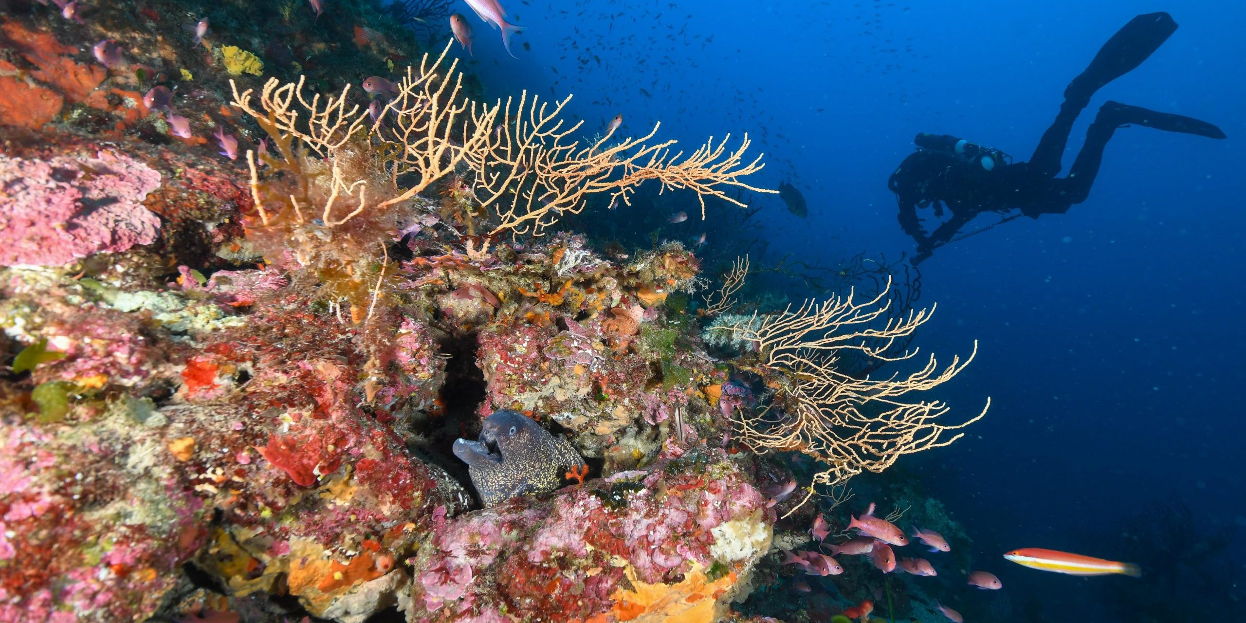 Découverte Sous-Marine Éblouissante ! Sites de plongée incontournables : Hyères