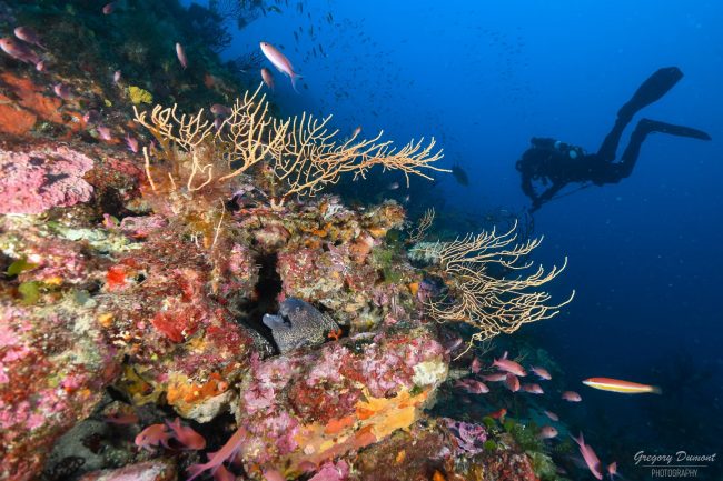 Découverte Sous-Marine Éblouissante ! Sites de plongée incontournables : Hyères