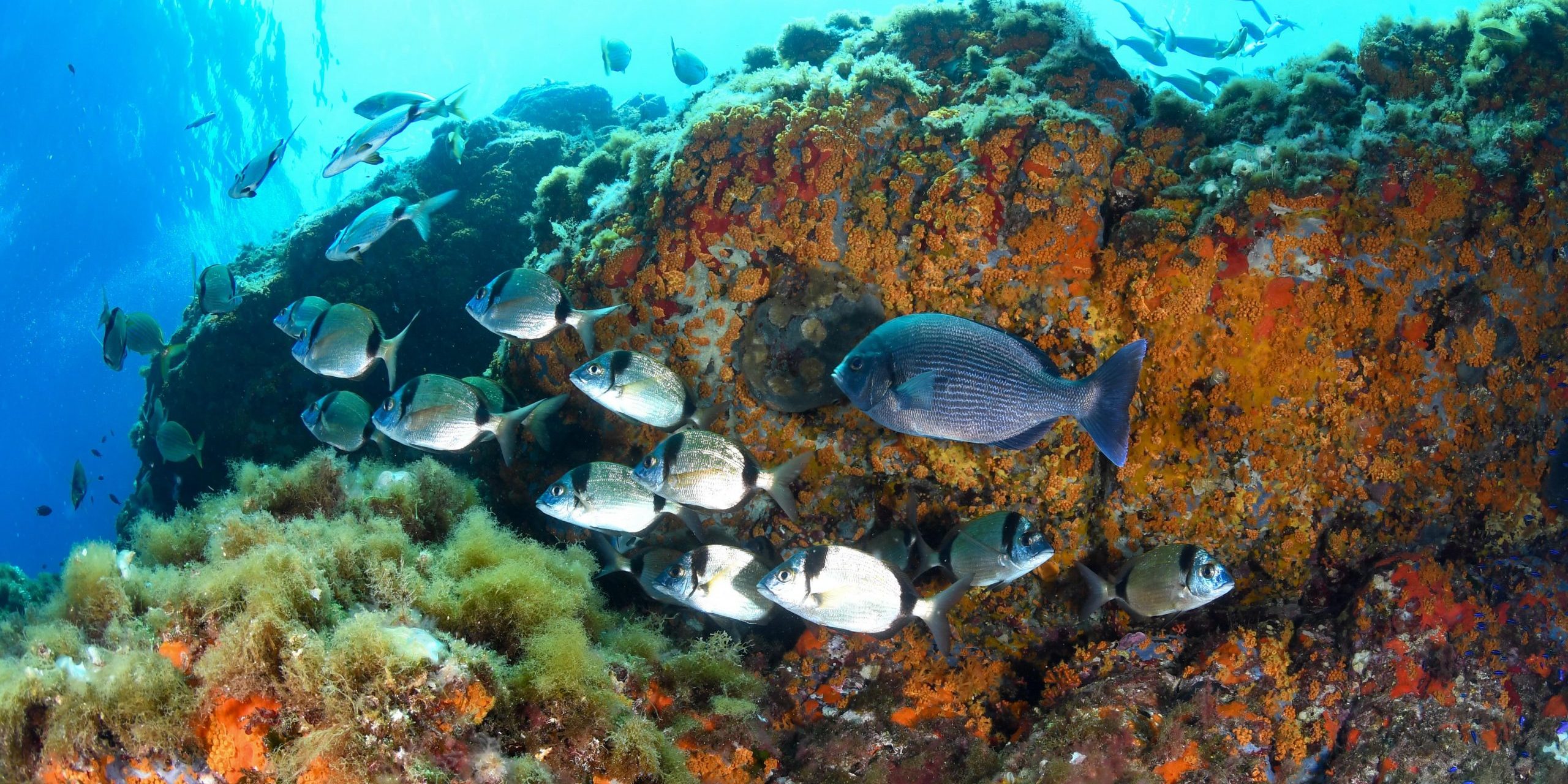 Ne manquez pas l’expérience de la vie dans les profondeurs de Port-Cros ! Sites de plongée incontournables : Hyères