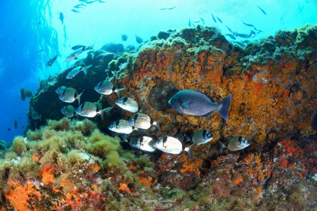 Ne manquez pas l’expérience de la vie dans les profondeurs de Port-Cros ! Sites de plongée incontournables : Hyères
