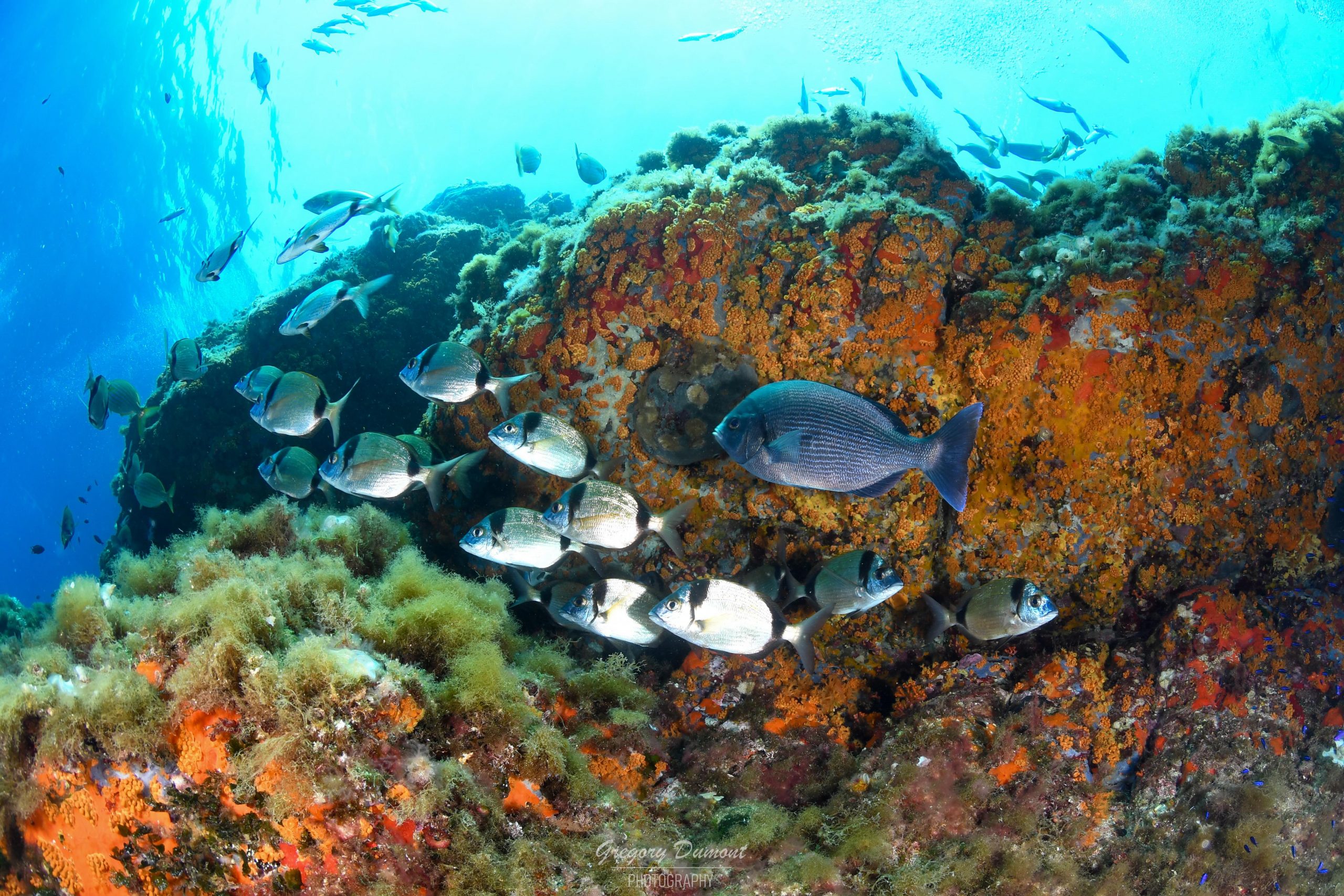 Ne manquez pas l’expérience de la vie dans les profondeurs de Port-Cros ! Sites de plongée incontournables : Hyères