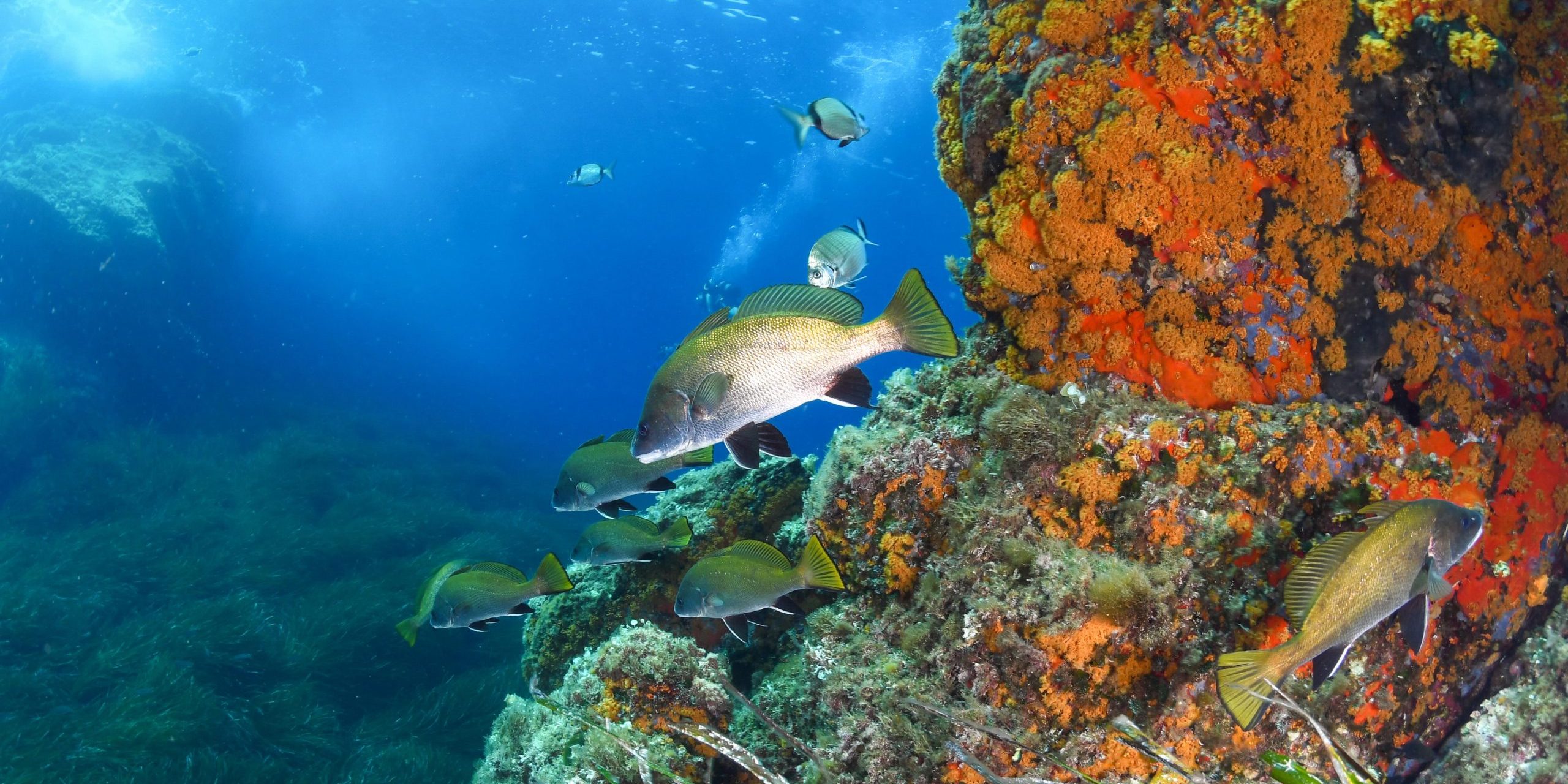 Découvrez la sérénité qui vous attend à Porquerolles !