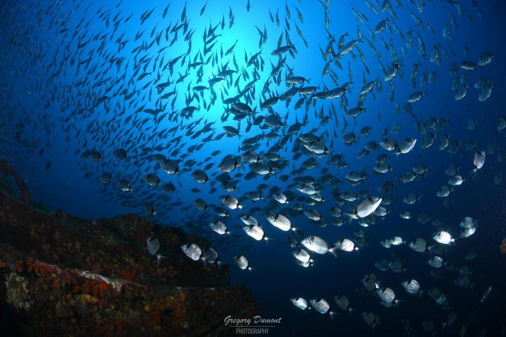 D&eacute;couvrez la s&eacute;r&eacute;nit&eacute; qui vous attend &agrave; Porquerolles ! &zwj;♀️ Sites de plong&eacute;e incontournables : Hy&egrave;res