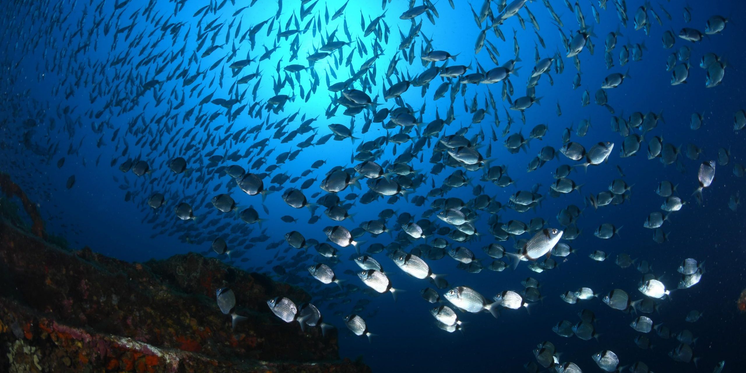 Sites de plongée incontournables en mer méditerranée Découvrez la sérénité qui vous attend à Porquerolles ! ♀️ Sites de plongée incontournables : Hyères
