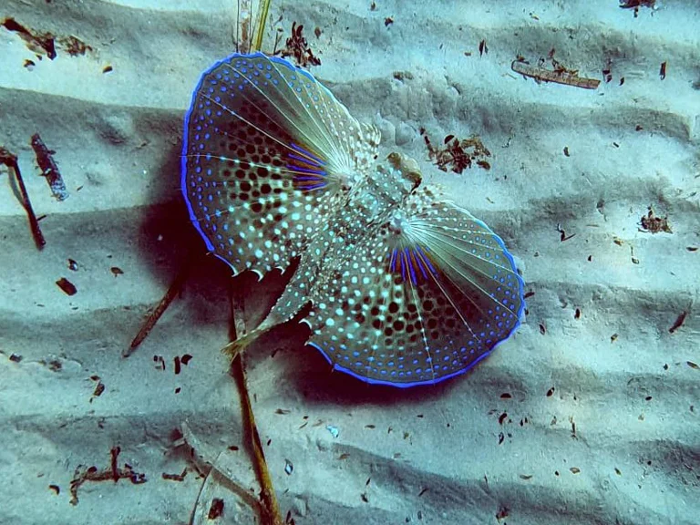 5 façons simples de soutenir la conservation de la vie marine
